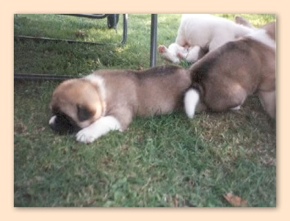 Welpen schlafen im Garten