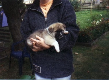 Arko