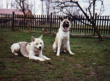 Arko