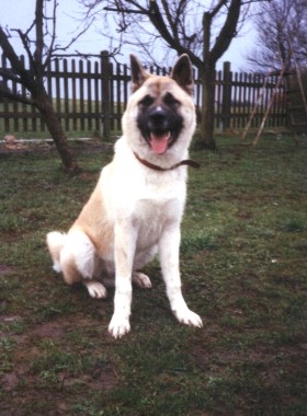 Arko
