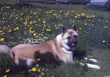 Arko