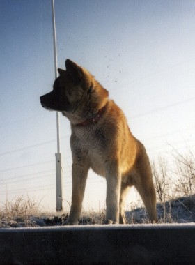 Ashito