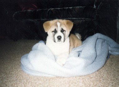 Bruno