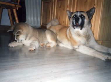 Bruno