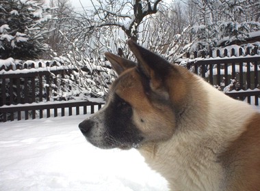 Bruno 2001