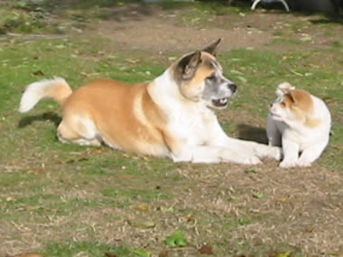 Bruno beim Camping