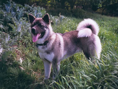 Banjou