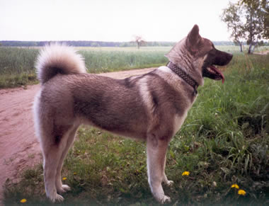 Banjou