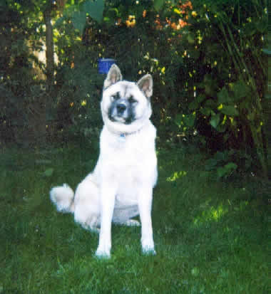 Baya