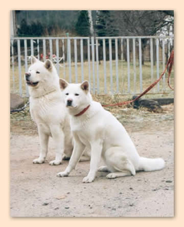 zwei weiße Akita