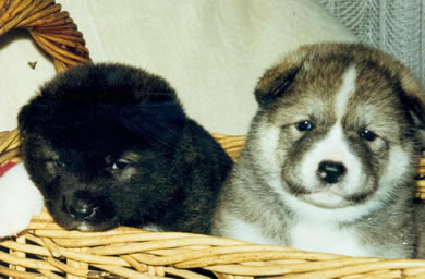 Cheyenne und Geschwisterchen