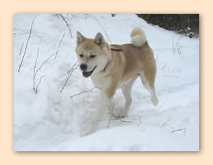 Chey rennt durch den verschneiten Wald