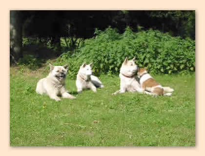 Aaron, Bea, Cheyenne und Chuck liegen auf Wiese