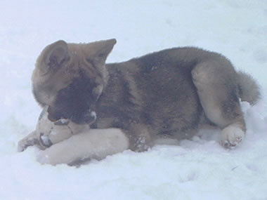 Der erste Schnee