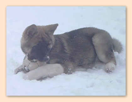 mit Ball im Schnee