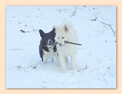 rennen mit Stock im Schnee