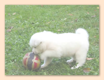 spielt mit Ball