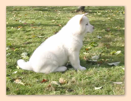 sitzt im Garten