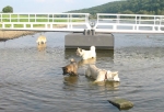 Baden in der Elbe