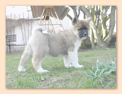 steht Pose im Garten