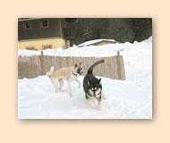 Taiko spielt im Schnee