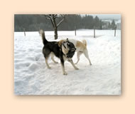 Taiko spielt im Schnee