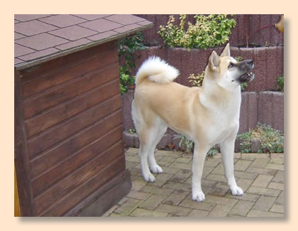 stehender Akita vor der Hütte