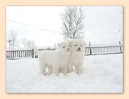 zwei weiße im Schnee