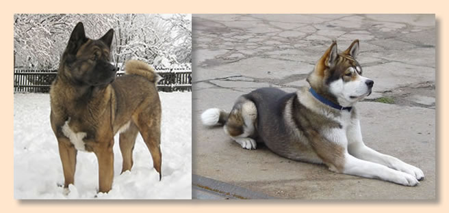 Die American Akita Eltern