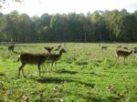 Über 30 verschiedene heimische Tierarten werden hier in naturnahen Gehegen beherbergt.