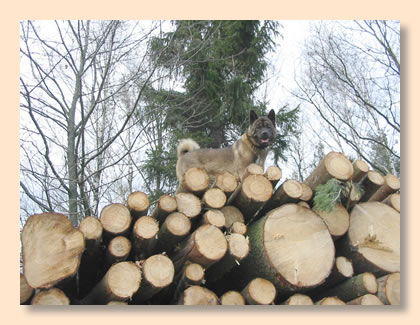 Jane ganz oben auf Holzstapel