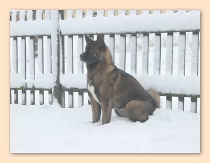 sitzt im Schnee