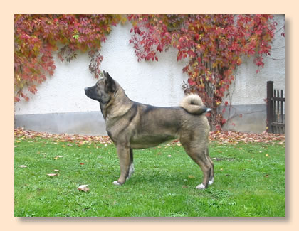 Akita Jane nach F-Wurf