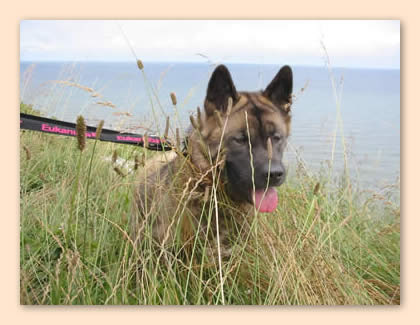 im Gras vor Ostsee