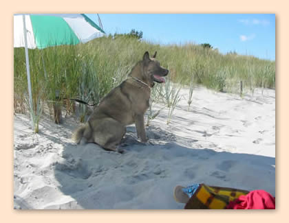 unterm Sonnenschirm am Strand