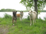 Jane, Bruno und Cheyenne bei der Rast