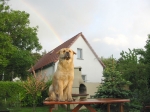 Nach dem Gewitter gabs einen Regenbogen, ein Hund musste aber mit aufs Bild