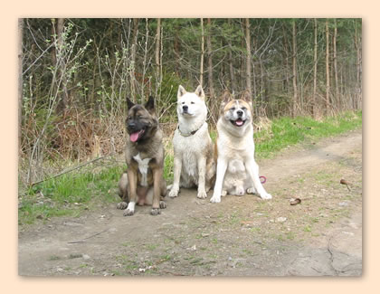 alle drei in der Hundeschule