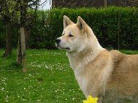 Cheyenne