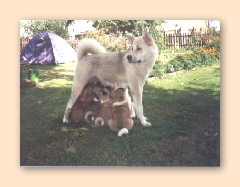 Cheyenne mit Welpen